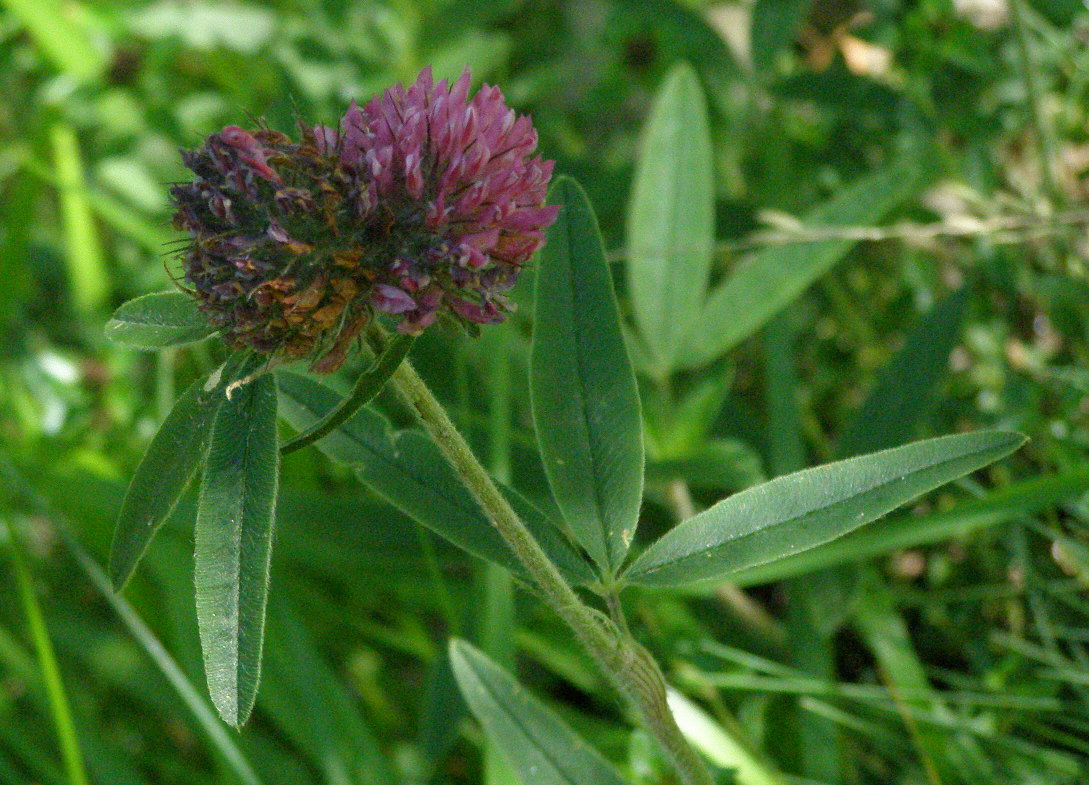 Trifolium alpestre / Trifoglio alpestre